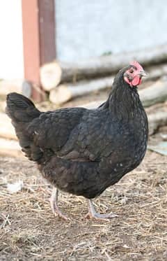 Australorp hens A+ quality