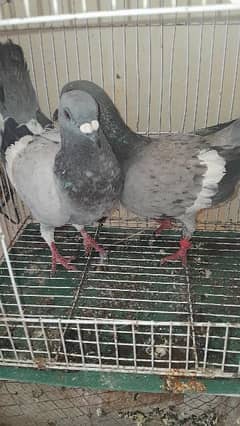Sheen dandimar breeder pair for sale  WhatsApp 03339338411