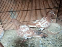 ambersire pair ,,motiwale 2 female ,one teddy female, one selver Male