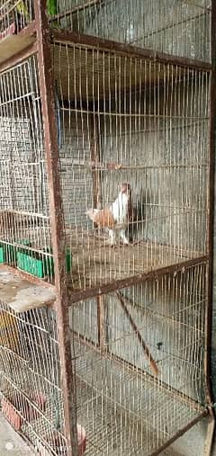 sherazi pigeon for sale female