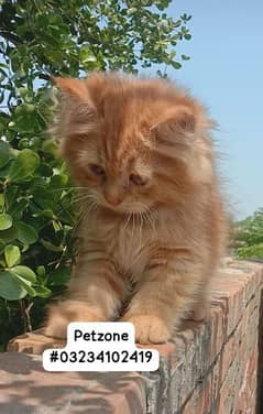 feml kitten for sale