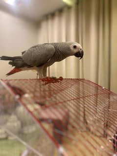 African grey hand tamed female