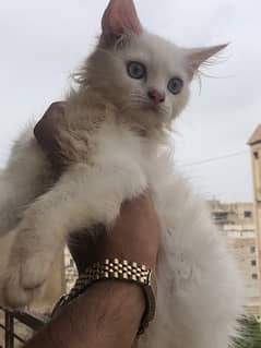White persian doll face double coated kitten