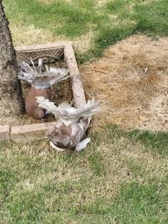 Indian silver tail lucky breeder pair with 2 eggs