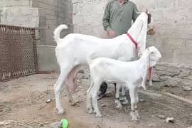 Sindhi gulabi bakri