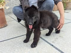 Pedigree Black German shepherd female puppy for sale
