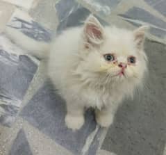 persion Male Kittens for sale