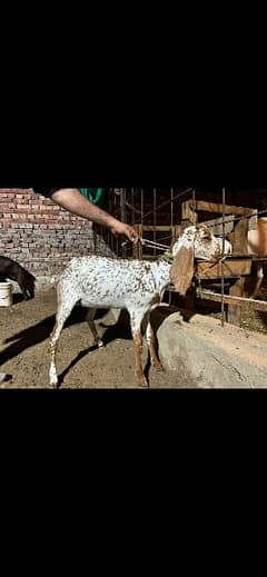 two female goats (Makhi cheeni)