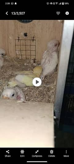 Albino red eyes b2 into abilno split ino pair with four chick's