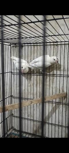 albino red eye to albino split and creamino decino pair