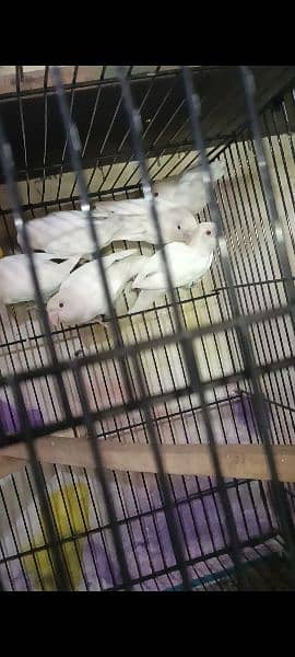 albino red eye to albino split and creamino decino pair 3