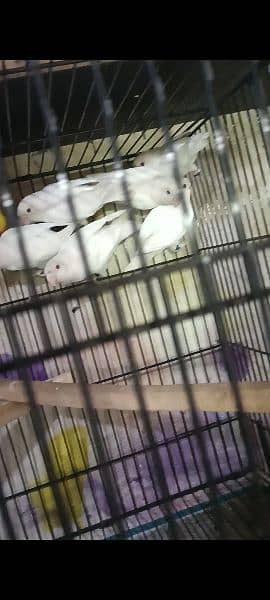 albino red eye to albino split and creamino decino pair 4