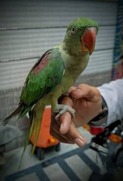 Raw parrot