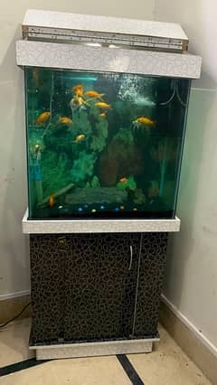 Fish Aquarium 2 x 2 feet height+width 1 feet deep