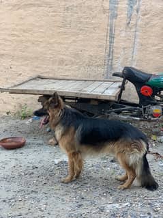 german shepherd long coat exchnge possible