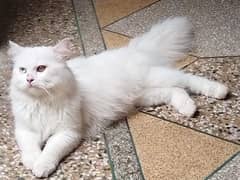 Long Kort Persian Cat in very low price 03253020003 contect