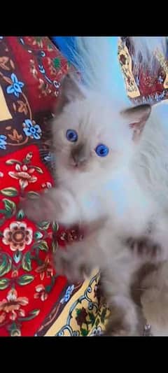 Persian X Siamese, Himalayan kitten