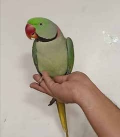 Hand Tame Talking Kashmiri Raw Parrot