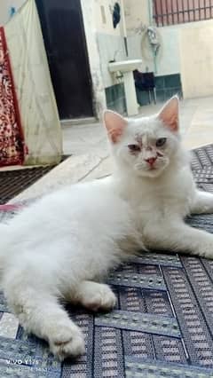 Persian male age 3 month double coter