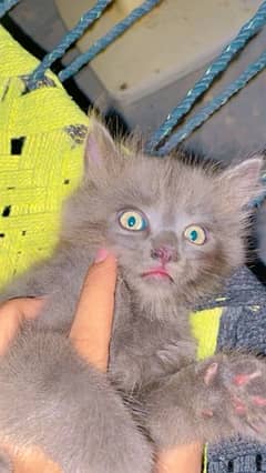 Persian cats doll face yellow eyes