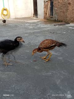 Aseel chicks For Sale