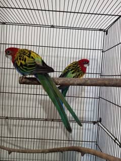 Rosella pair breeder. Also male and female separate