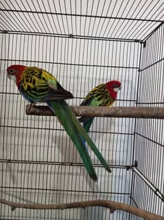 Rosella pair breeder. Also Pale-Headed male separate