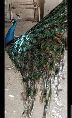 peacock for sale