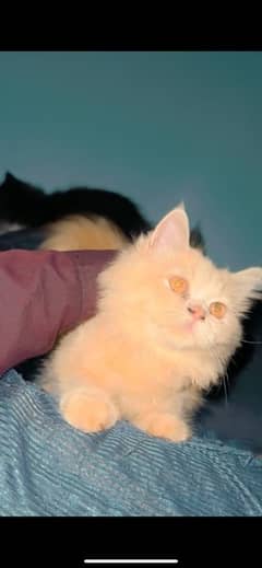 peke bloodline punch face persian kitten