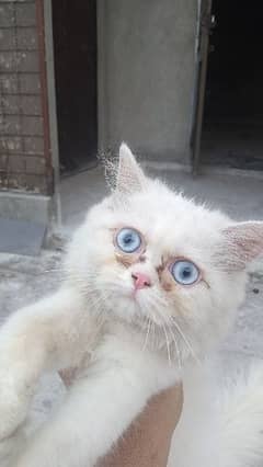 persian Female baby cat triple Coated