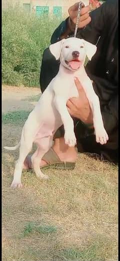 Guldair dog 3 month for sale