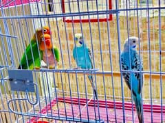 Loverbirds Australian parrots for sale