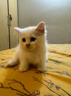 Orignal Persian Kitten (Pair)