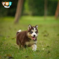 Siberian husky puppies available for sale | Blue Eyes Husky Puppy