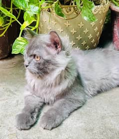 grey double coated persian male cat