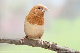 bangles finch for sale