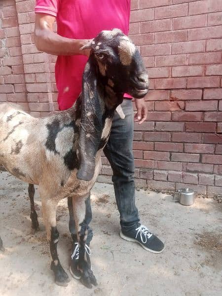 all  goat for sale  ha jiss  bhai ko smj  ha  wo  rabita kar sakta  ha 0