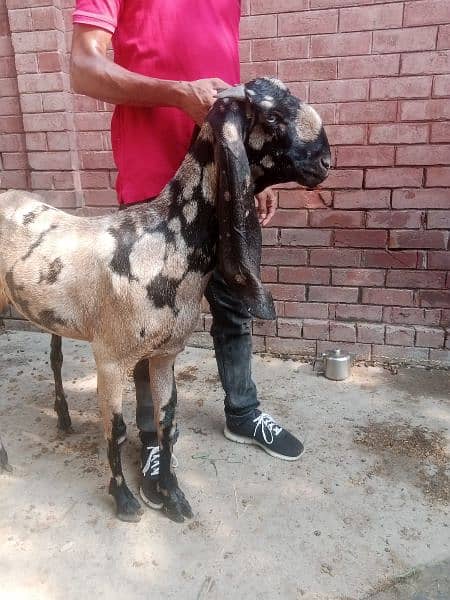 all  goat for sale  ha jiss  bhai ko smj  ha  wo  rabita kar sakta  ha 1