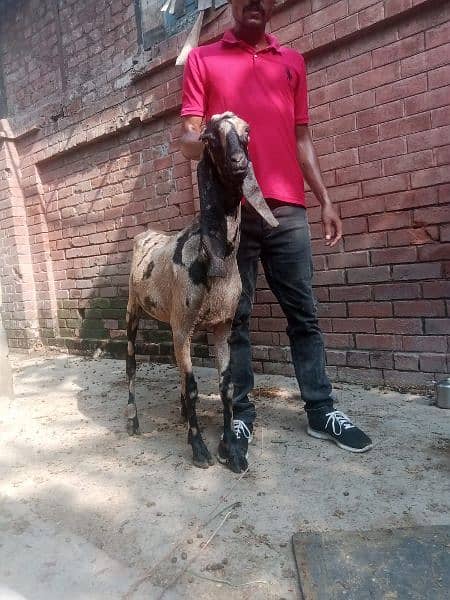 all  goat for sale  ha jiss  bhai ko smj  ha  wo  rabita kar sakta  ha 2