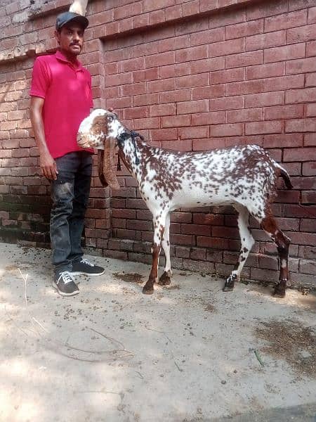 all  goat for sale  ha jiss  bhai ko smj  ha  wo  rabita kar sakta  ha 4