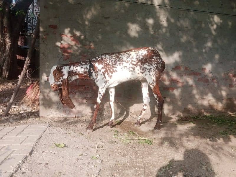 all  goat for sale  ha jiss  bhai ko smj  ha  wo  rabita kar sakta  ha 5