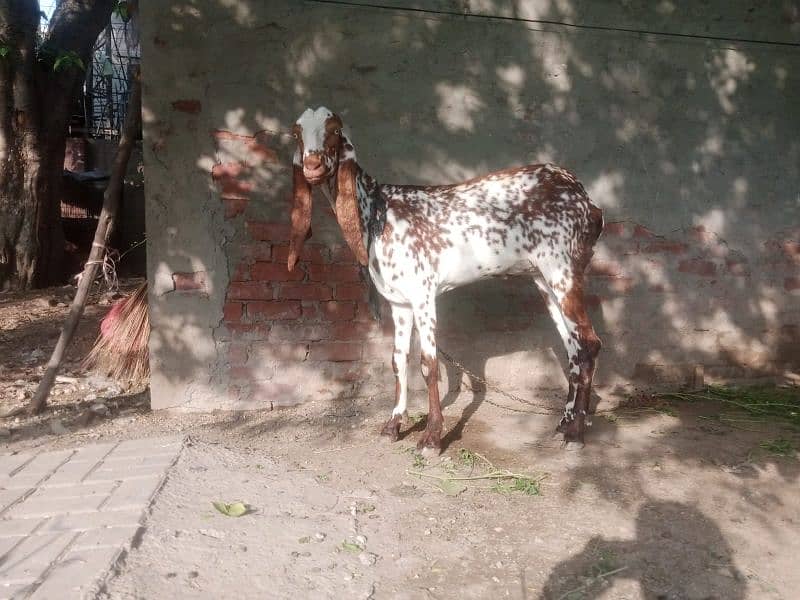 all  goat for sale  ha jiss  bhai ko smj  ha  wo  rabita kar sakta  ha 6