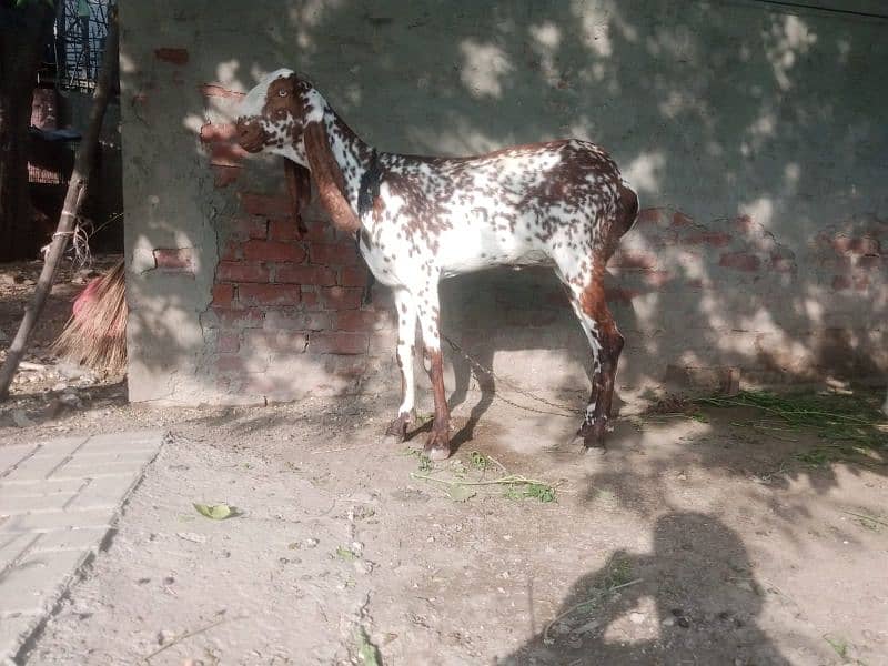 all  goat for sale  ha jiss  bhai ko smj  ha  wo  rabita kar sakta  ha 7