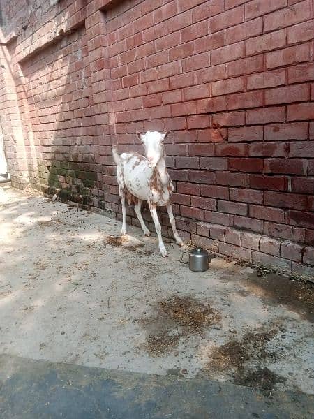 all  goat for sale  ha jiss  bhai ko smj  ha  wo  rabita kar sakta  ha 8