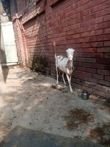 all  goat for sale  ha jiss  bhai ko smj  ha  wo  rabita kar sakta  ha 9