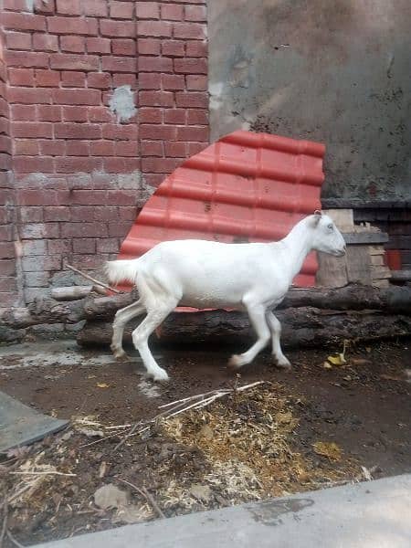 all  goat for sale  ha jiss  bhai ko smj  ha  wo  rabita kar sakta  ha 11