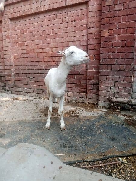 all  goat for sale  ha jiss  bhai ko smj  ha  wo  rabita kar sakta  ha 12