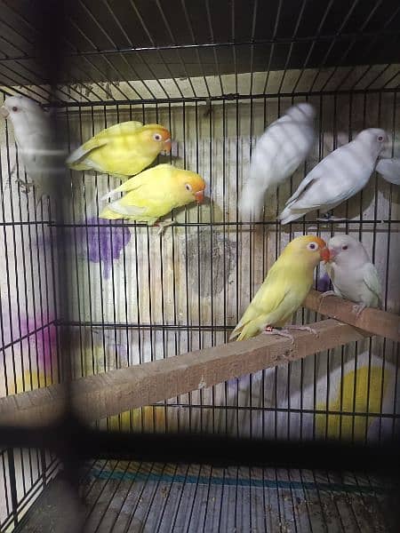 albino red eye to albino split and creamino decino pair 1