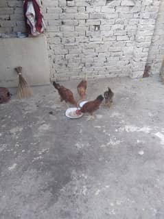 Hen urgent for sale