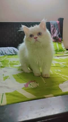 Persian mature male cat for sale